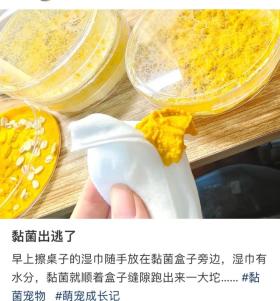 揭秘：无数网友疯狂追捧，这种‘口腔黏膜’竟成新型宠物潮流！