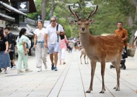 新澳好彩免费资料查询，2024年10月18日新闻多一度丨再现奈良鹿伤人，在国外看到这些“萌物”千万别招惹_词语深度剖析解析落实_网页版t08sur