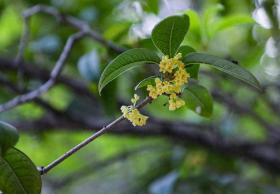 龙年秋来晚，桂花吐艳比去年推迟16天